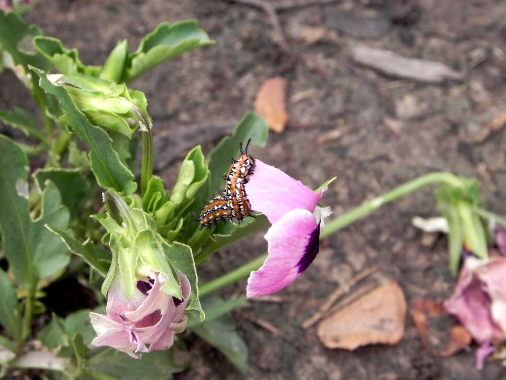 Do caterpillars eat pansies?